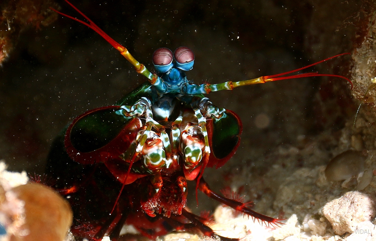 Raja Ampat 2016 - Odontodactylus scyllarus - Peacock Mantis - Squille multicolore - IMG_4824_rc.jpg